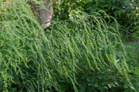 Asparagus officinalis (Asparagus officinalis), অপরিপক্ক ফল