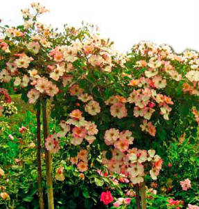 Rosie Kushn - zemes seguma roze