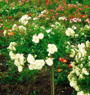 Sia Foam - gyönyörű rózsa