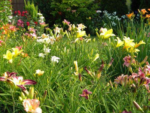 Daylilies trong khu vườn nhỏ