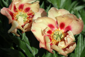 Bazsarózsa Ito-hibrid Old Rose Dandy