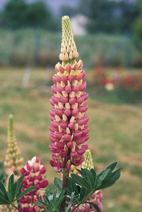 Lupine multifoliate Mistress of the Castle (Russell series)