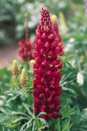 Lupine multifoliate Pages (Russell series)
