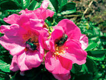 Regal de rosa mosqueta d'estiu
