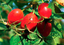 Rosehip - a miracle of nature
