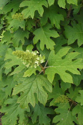 Hydrangea oakleaf
