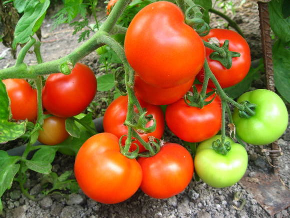Pomidoras Katherine F1