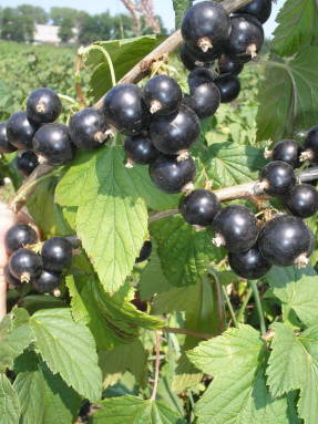Black currant Chernavka