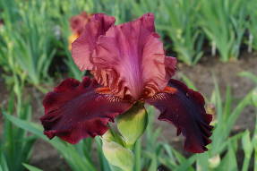 Iris, dėvi rubinus