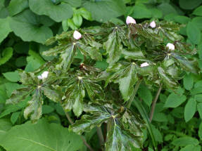 Podophyllum como planta ornamental y medicinal.