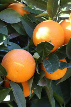 Naranja Gamlin
