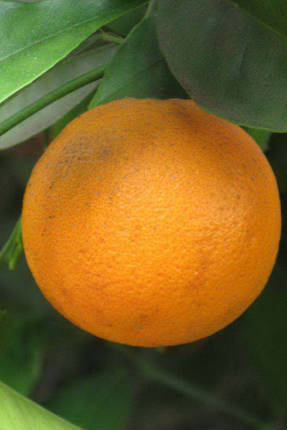 Sanguinello sinaasappel