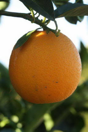 Tarocco orange