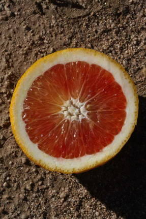 Taronja Tarocco