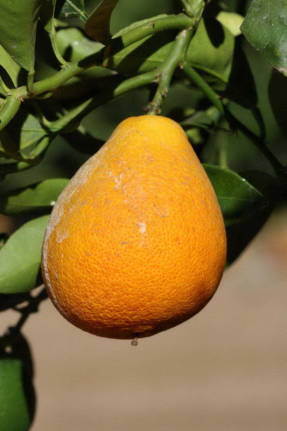 柑橘季铵盐