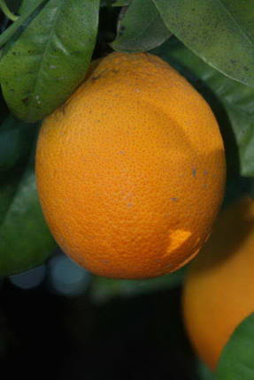 Verne naranja