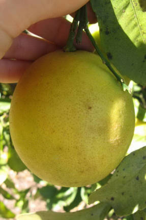 Meyer's lemon