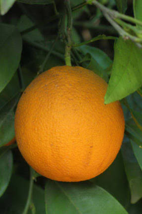 Salustiana narancs