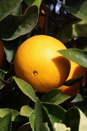 Taronja Washington Navel