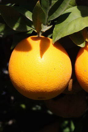 Ombligo Thomson naranja