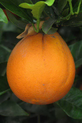 Navelina orange