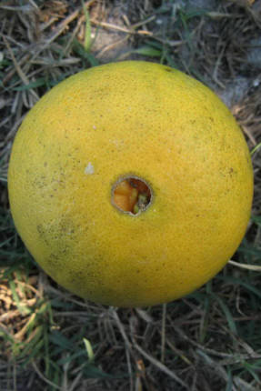 Narancssárga Kaka-Kara