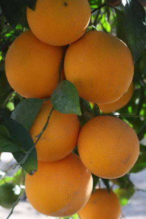 Kaka-Kara naranja
