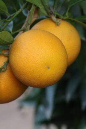 Moro orange