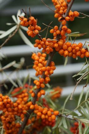 Sea buckthorn Gift of Moscow State University