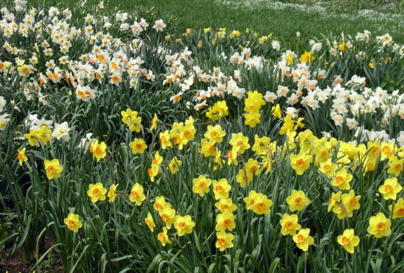 Tæt plantning af påskeliljer