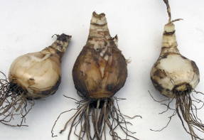 Los bulbos se liberan de las raíces secas.