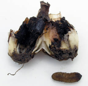 Large Narcissus Fly Larva and Damaged Bulb