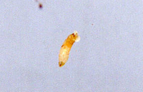 Larva de mosca narciso menor
