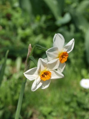 Daffodils: đào, lưu trữ, các bệnh thông thường và sâu bệnh