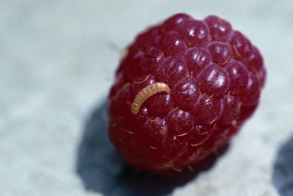 Raspberry beetle larva