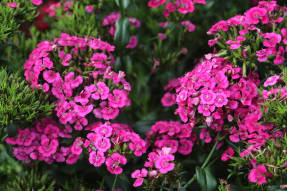 Carnation Jolt Pink F1 (tarprūšinis barzdoto gvazdiko hibridas)