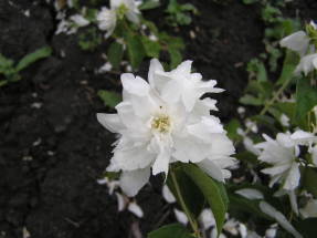 Chubushnik White Bouquet