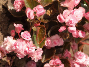 Begonia aina kukkiva Doublet Pink