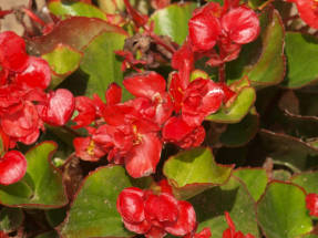 Begonia večne kvitnúca Doublonia Red F1