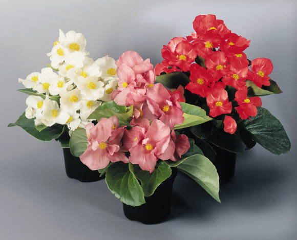 Begonia siempre floreciente: cultivo de interior