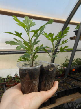 2-3 semanas después de la siembra, los esquejes de crisantemo multiflora crecen raíces