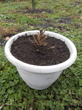 Después de plantar el licor madre, el suelo en el recipiente debe humedecerse y mantenerse en un estado de humedad ligera durante el período de descanso.