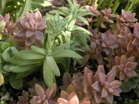 Rastliny s rôznymi tvarmi a farbami listov vyzerajú dobre, keď sú vysadené spolu