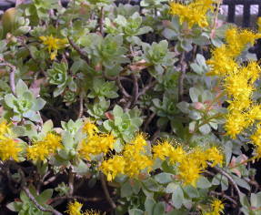 Sedum compressum kukkii keskikokoisilla keltaisilla kukilla, perinteinen sedumeille
