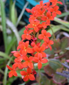 Some Kalanchoe species are specially grown for cutting.