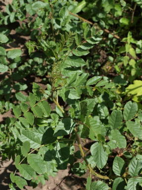 Ural licorice (Glycyrrhiza uralensis)