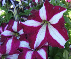 Large-flowered star-colored petunia