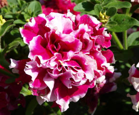 Petunia grootbloemige badstof Piruet Rose F1