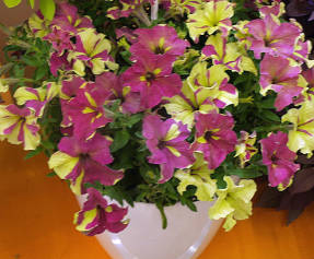 Petunia grandiflorum Sophistica Lima Bicolor
