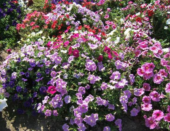 Petunias modernas, compactas y con abundantes flores de varios colores.